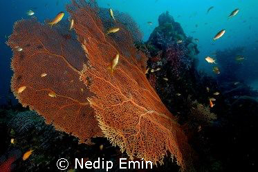 Spread of Antjas in harmonie with a gorgonian seafan by Nedip Emin 